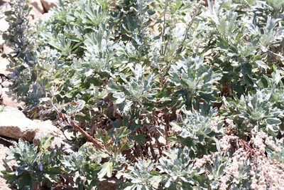 Artemisia lagocephala, photographed by Nina Filippova
