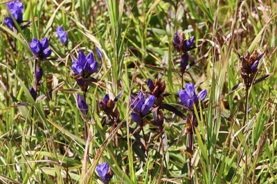 Gentiana triflora, photographed by Nina Filippova