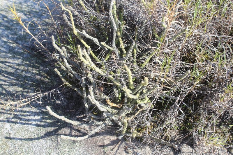Cynanchum macrolobum, photographed by Michael A. Alcorn