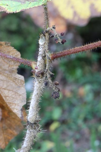 Oplopanax elatus, photographed by Nina Filippova