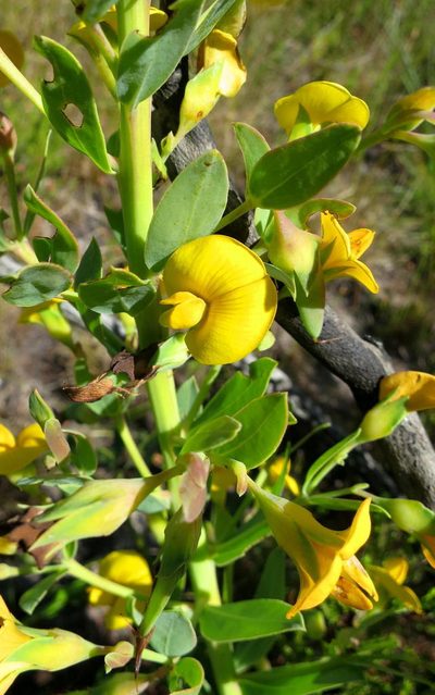 Rafnia elliptica, photographed by Di Turner
