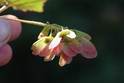 Acer ukurunduense, photographed by Nina Filippova