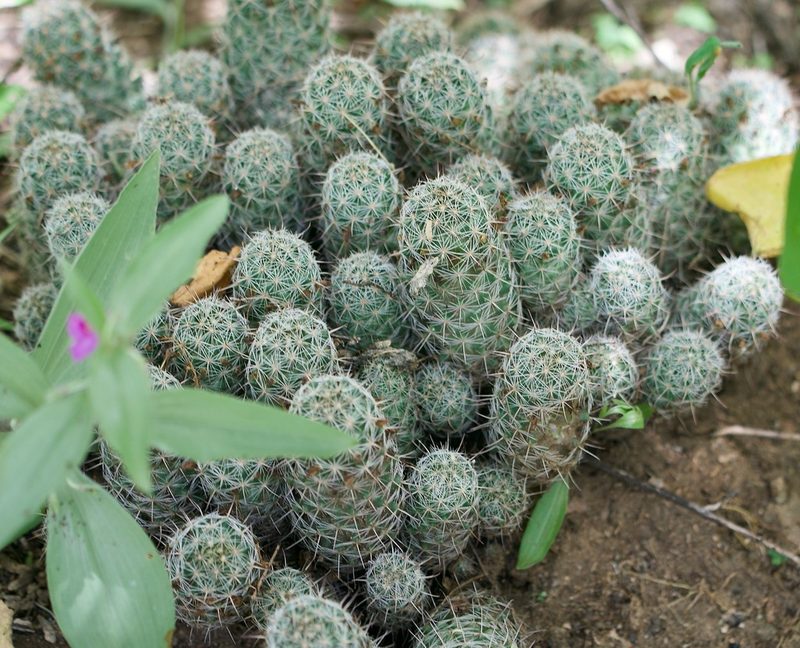 Cochemiea hutchisoniana, photographed by Bill Levine