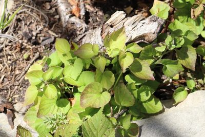 Viola sacchalinensis, photographed by Nina Filippova