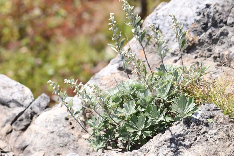Artemisia lagocephala, photographed by Nina Filippova