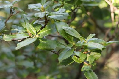 Rhododendron mucronulatum, photographed by Nina Filippova