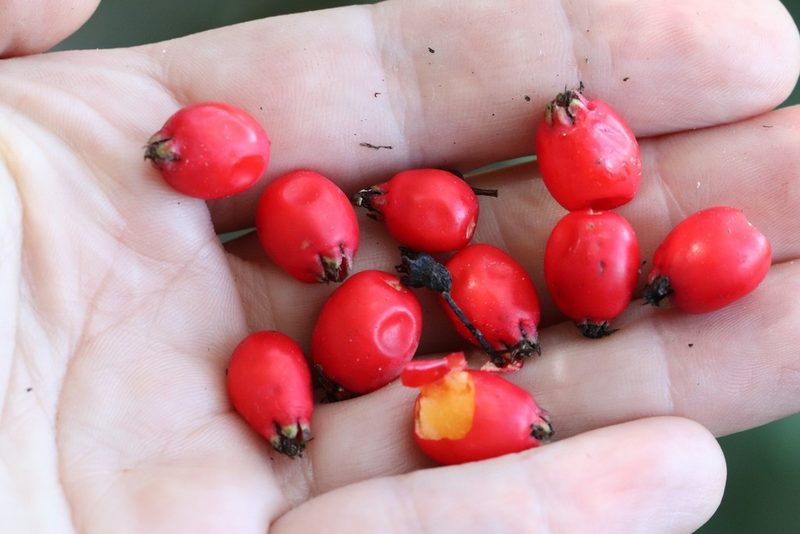 Sorbus sambucifolia, photographed by Nina Filippova