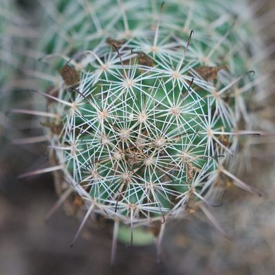 Cochemiea hutchisoniana, photographed by Bill Levine