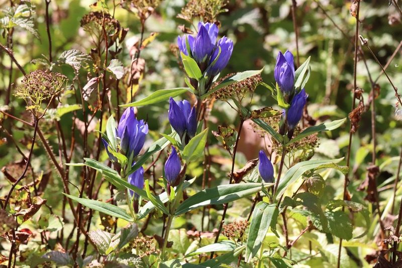 Gentiana triflora, photographed by Nina Filippova