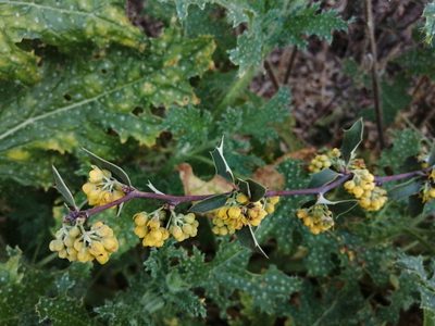 Berberis chilensis, photographed by Cecilia Briceño