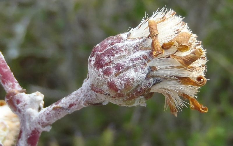 Caputia pyramidata, photographed by Nicola van Berkel