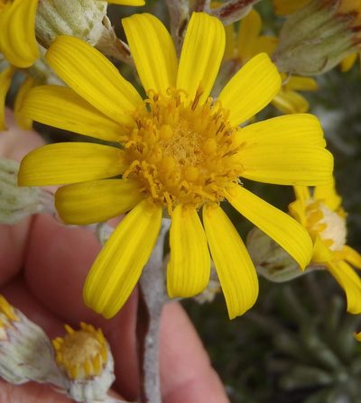 Caputia pyramidata, photographed by Nicola van Berkel