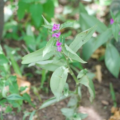Tradescantia peninsularis, photographed by Bill Levine