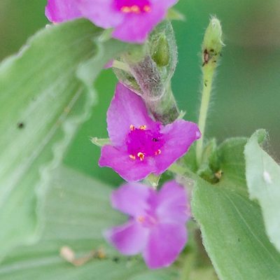 Tradescantia peninsularis, photographed by Bill Levine