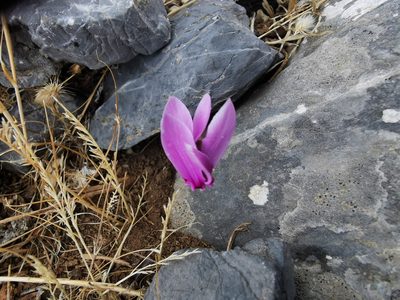 Cyclamen graecum, photographed by Thor-Rune Hansen