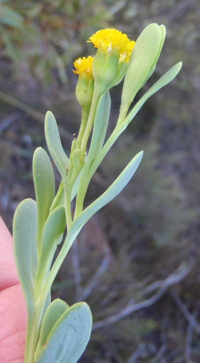 Hertia kraussii, photographed by Nicola van Berkel