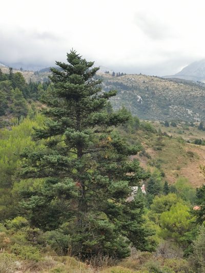Abies cephalonica, photographed by Thor-Rune Hansen