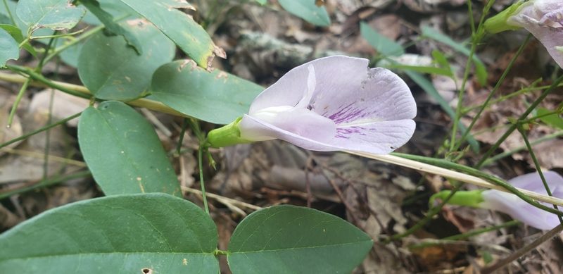 Clitoria mariana, photographed by Stephan Eselgroth