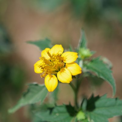 Sclerocarpus divaricatus, photographed by Bill Levine