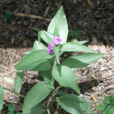 Tradescantia peninsularis, photographed by Bill Levine