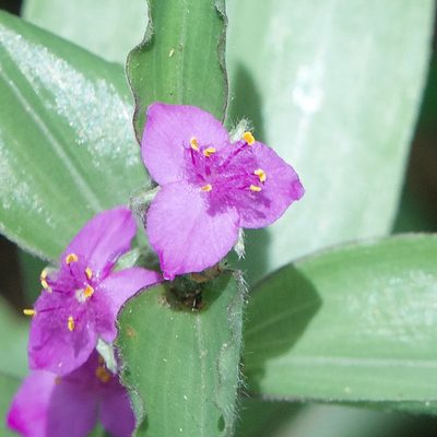Tradescantia peninsularis, photographed by Bill Levine
