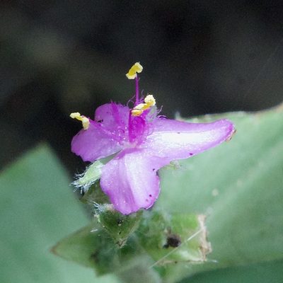 Tradescantia peninsularis, photographed by Bill Levine