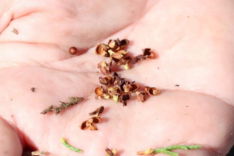 Microbiota decussata, photographed by Nina Filippova