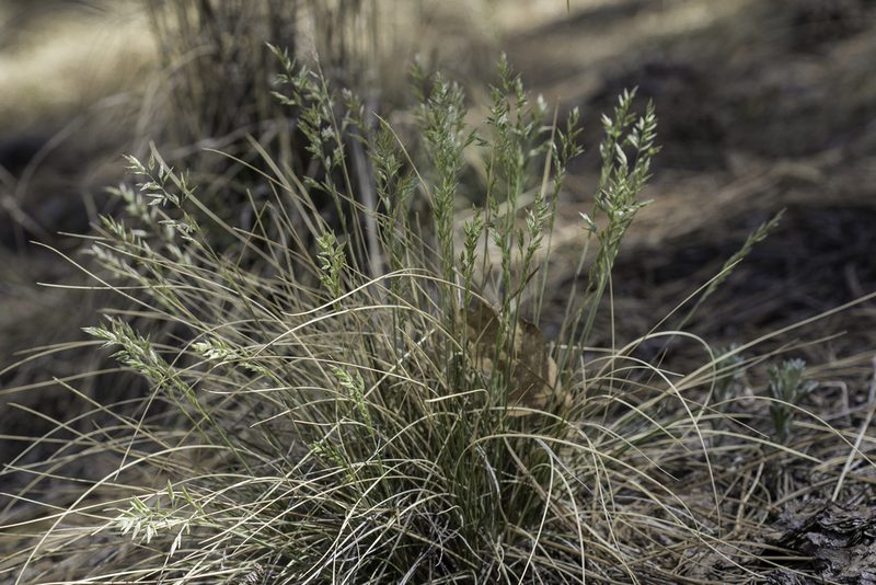 Poa fendleriana, photographed by Craig Martin