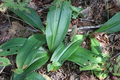 Clintonia udensis, photographed by Nina Filippova
