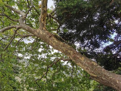 Platanus orientalis, photographed by Thor-Rune Hansen
