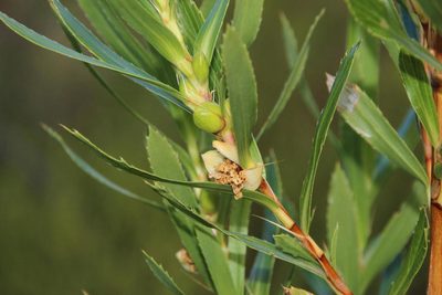 Cliffortia heterophylla, photographed by Tony Rebelo