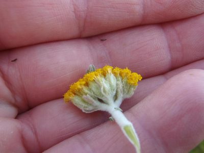 Athanasia pinnata, photographed by Nicola van Berkel