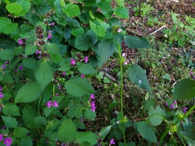 Galeopsis pubescens, photographed by carnifex