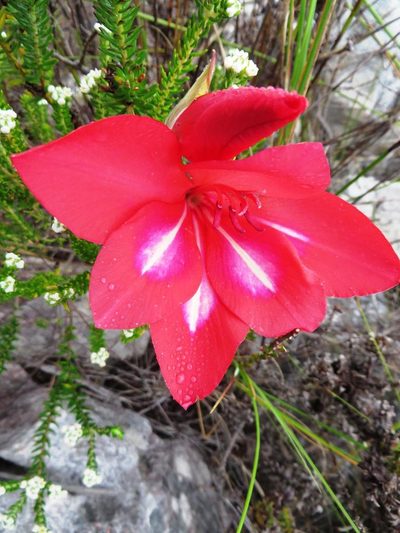 Gladiolus stefaniae, photographed by linkie