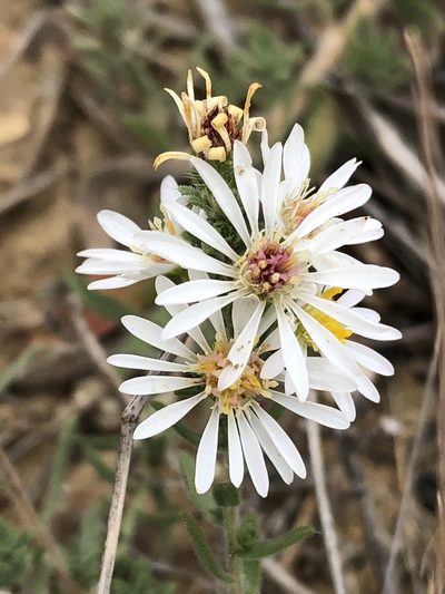 Symphyotrichum falcatum, photographed by Jared Shorma