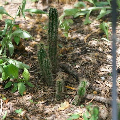 Pachycereus pecten-aboriginum, photographed by Bill Levine