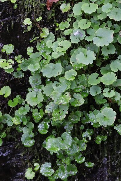 Chrysosplenium flagelliferum, photographed by Nina Filippova