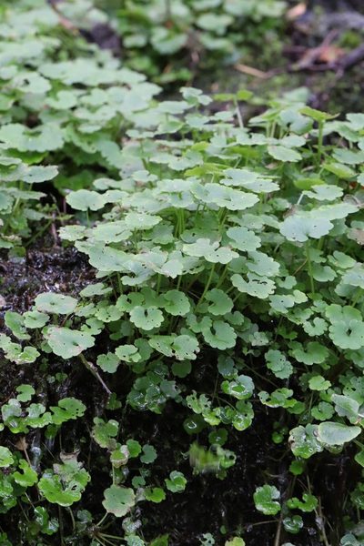 Chrysosplenium flagelliferum, photographed by Nina Filippova