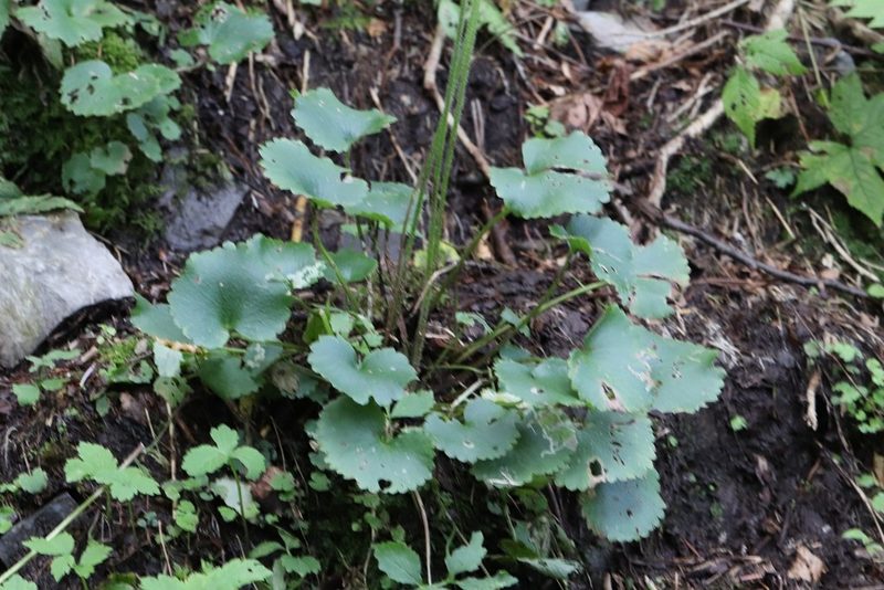Micranthes manchuriensis, photographed by Nina Filippova