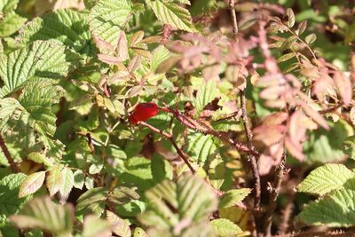 Rosa acicularis, photographed by Nina Filippova