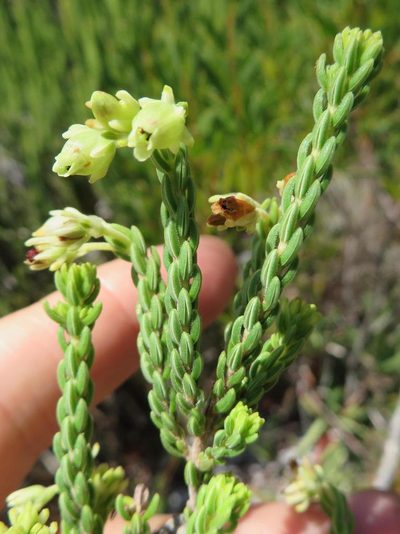 Erica oblongiflora, photographed by linkie