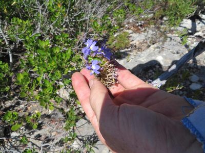 Lobelia valida, photographed by linkie
