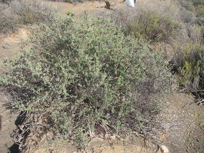 Felicia brevifolia, photographed by douglaseustonbrown
