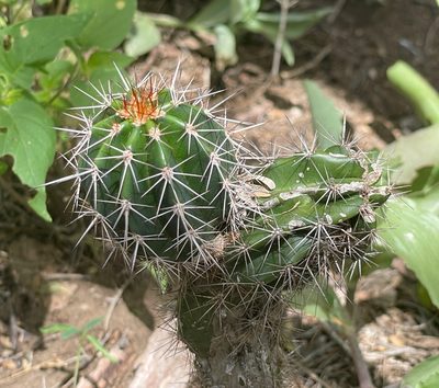 Pachycereus pecten-aboriginum, photographed by Bill Levine