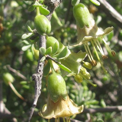 Lycium amoenum, photographed by douglaseustonbrown