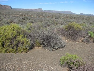 Nenax cinerea, photographed by douglaseustonbrown