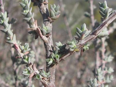 Nenax cinerea, photographed by douglaseustonbrown