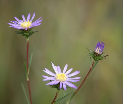 Eurybia paludosa, photographed by Lauren McLaurin