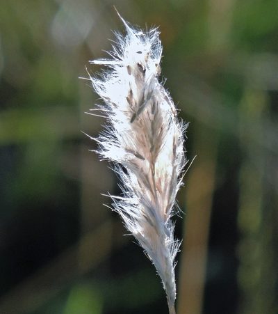 Bothriochloa laguroides, photographed by Hugo Hulsberg