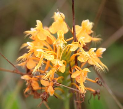 Platanthera ciliaris, photographed by Lauren McLaurin